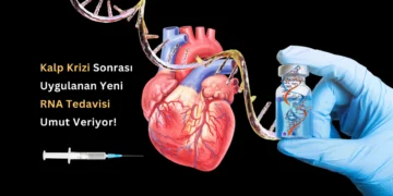 Yeni RNA Tedavisi, Kalp Krizi Sonrası Doku Hasarını Azaltırken Kalp Fonksiyonunu Koruyor!
