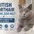 British Shorthair Bakımı Zor mu? Yeni Sahiplenenler İçin Detaylı Rehber