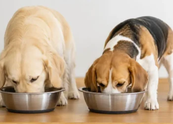 Köpek Maması Seçerken Nelere Dikkat Edilmeli? Evcil Dostunuz İçin Yaş, Irk ve İhtiyaç Kriterlerine Göre Beslenme Rehberi
