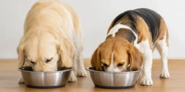 Köpek Maması Seçerken Nelere Dikkat Edilmeli? Evcil Dostunuz İçin Yaş, Irk ve İhtiyaç Kriterlerine Göre Beslenme Rehberi