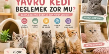 Evde Yavru Kedi Beslemek Zor mu?