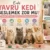 Evde Yavru Kedi Beslemek Zor mu?