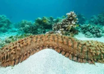 Deniz Hıyarında Keşfedilen Plazmalojenin Yaşlanmayı Geriletip ve Beyini Güçlendirdiği Saptandı!