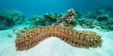 Deniz Hıyarında Keşfedilen Plazmalojenin Yaşlanmayı Geriletip ve Beyini Güçlendirdiği Saptandı!