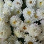 Dr. Ayşegül Taşkıran Çatak kullanıcısının profil fotoğrafı