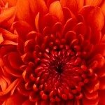 Dr. Kadir Semih Sak kullanıcısının profil fotoğrafı