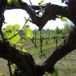 Ebe Hatice Yağız kullanıcısının profil fotoğrafı