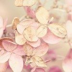 Tuba Sahin kullanıcısının profil fotoğrafı